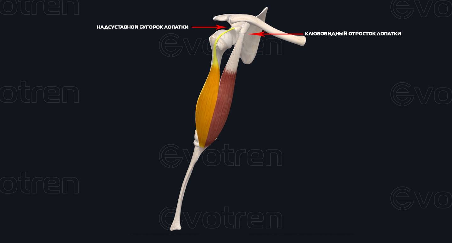 Ansatzpunkte des Musculus biceps brachii
