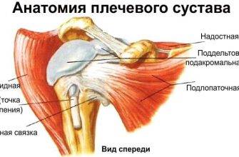 Anatomie des Schultergelenks