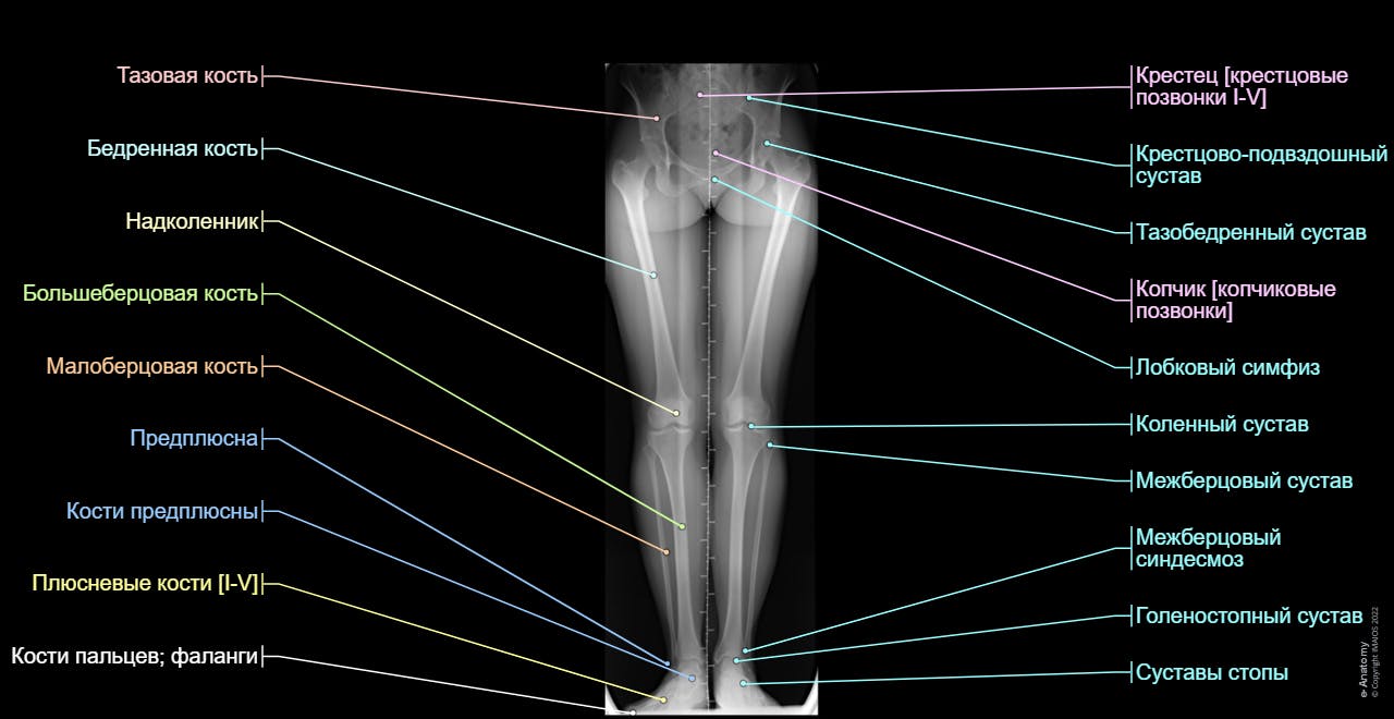Lower limbs.